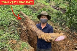 Tin tức sức khỏe - Việt Nam có một “báu vật dưới lòng đất” dài cả mét, tuy xấu xí nhưng siêu bổ dưỡng cho bàng quang!