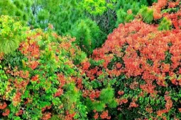 Rực rỡ hoa phượng giữa ngàn thông
