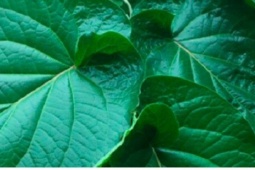 Cây ra “lá kim cương” trồng 1 lần hái bán quanh năm