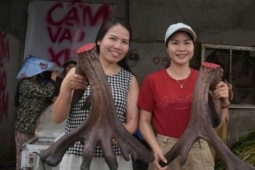 Xuất hiện con nai cho cặp nhung nặng 13,4kg, chủ nhân ở Nghệ An bán liền tay, “đút túi” ngay 107 triệu đồng