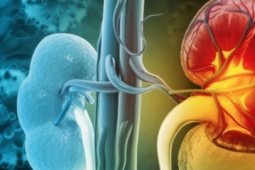 Thói quen ăn uống tăng nguy cơ suy thận, nhiều người Việt đang mắc phải mà không biết