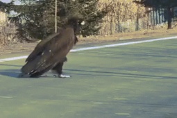 Chim khổng lồ băng qua đường, dáng đi như người