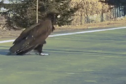 Chim khổng lồ băng qua đường, dáng đi như người