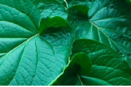 Cây ra “lá kim cương” trồng 1 lần hái bán quanh năm