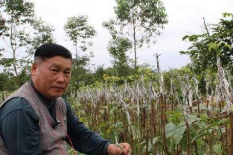 Đánh liều tự mày mò ghép loại cây quý là "vàng đen" ở vùng cao xứ Lạng, ông cựu chiến binh thu đều 300–400 triệu/năm