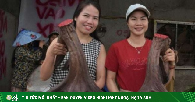 Xuất hiện con nai cho cặp nhung nặng 13,4kg, chủ nhân ở Nghệ An bán liền tay, “đút túi” ngay 107 triệu đồng