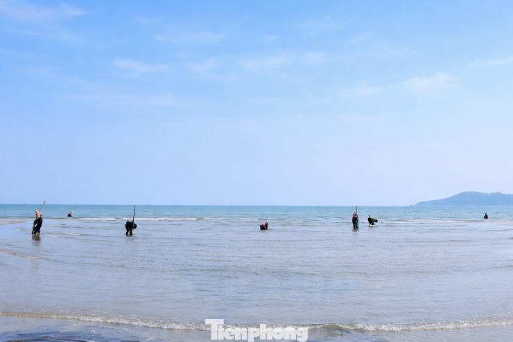 Từ sáng sớm, khi thủy triều rút, từng nhóm người lại mang theo dụng cụ ra biển Cửa Lò (phường Cửa Lò, Nghệ An) để bắt đầu một ngày mưu sinh. Dụng cụ cào ngao khá đơn giản gồm một chiếc cào tre dài khoảng 2m, phần đầu gắn lưỡi thép cao chừng 5cm, kèm theo túi lưới để chứa ngao. Ngoài ra, họ còn quấn thêm một chiếc đai quanh hông để tận dụng lực cơ thể kéo chiếc cào nặng tới 15kg.