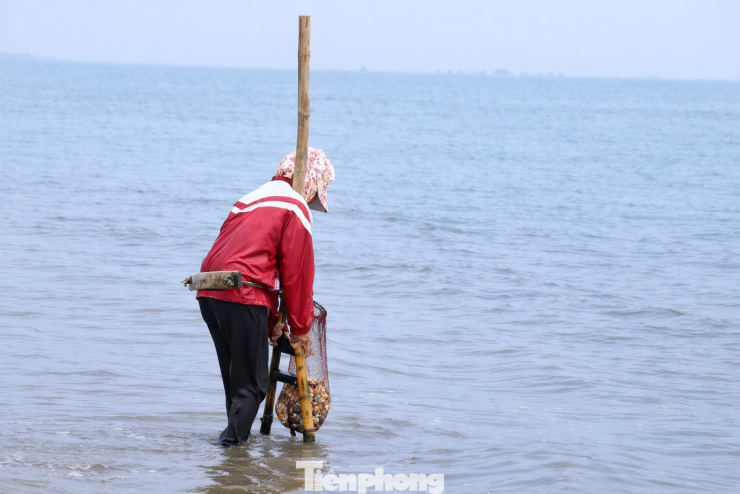 'Đi giật lùi' ở biển Cửa Lò, đổi sức kiếm từng mẻ ngao mưu sinh - 2