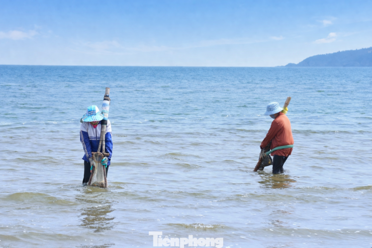 Nghề cào ngao tưởng chừng đơn giản nhưng lại đòi hỏi kỹ thuật và sức bền. Người làm phải cúi khom, hai tay nắm chặt cán tre, dồn lực ấn mạnh lưỡi cào xuống lớp cát sâu khoảng 10cm rồi giật lùi từng bước để ngao lọt vào lưới. Cứ thế, họ lặng lẽ gom từng mẻ ngao nhỏ.