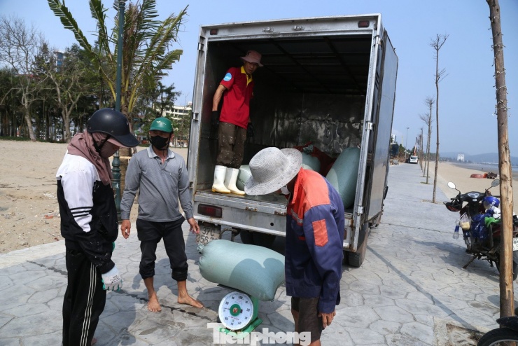 Ngao được thương lái thu mua ngay tại bãi biển.