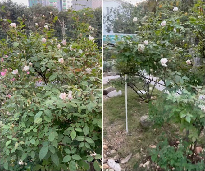 Những khóm hoa hồng bạch cũng khoe sắc và còn những cây rất nhiều nụ. Bên cạnh đó, trong vườn không thể thiếu loài hoa hồng nhung đỏ thắm.