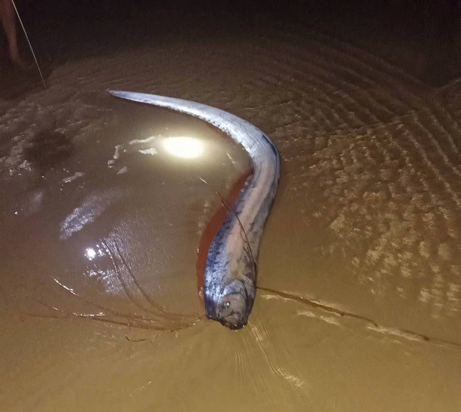 Cá mái chèo dạy vào bãi biển Hòn Lan, sáng 26-3