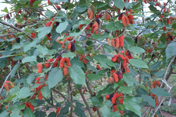 Để có được những cành dâu tằm to đẹp, sai quả như thế này là sự chăm sóc tỉ mỉ với kinh nghiệm canh tác dày dặn của nông dân ở các vườn dâu tằm tại xã Hát Môn. (Ảnh: Khánh Huyền)