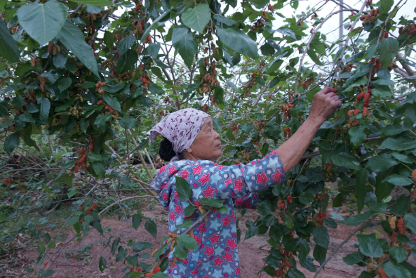 Những ngày này, bà Lý thường sẽ thu hoạch dâu tằm chín mọng vào buổi sáng. (Ảnh: Khánh Huyền)