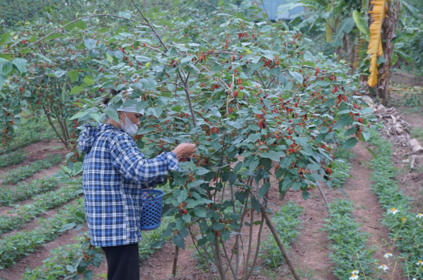Vườn dâu tằm của vợ chồng ông Tiến trồng xen canh cây lạc để tăng thêm thu nhập. (Ảnh: Khánh Huyền)