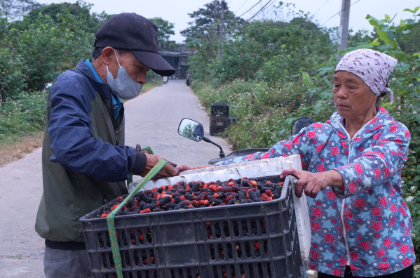 Thương lái thu mua dâu tằm từ nhà vườn, bán ra các chợ trung tâm Hà Nội. (Ảnh: Khánh Huyền)
