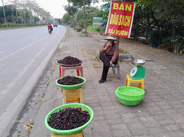 Dâu tằm được những người nông dân bày bán ở ven đường. (Ảnh: Khánh Huyền)