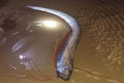 Hiện tượng hiếm: 4 con cá mái chèo dạt vào bờ biển tỉnh Lâm Đồng trong vài ngày