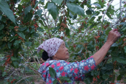 Dâu tằm vùng ngoại thành Hà Nội vào vụ, giá tốt nhưng mất mùa, nông dân khó trọn niềm vui
