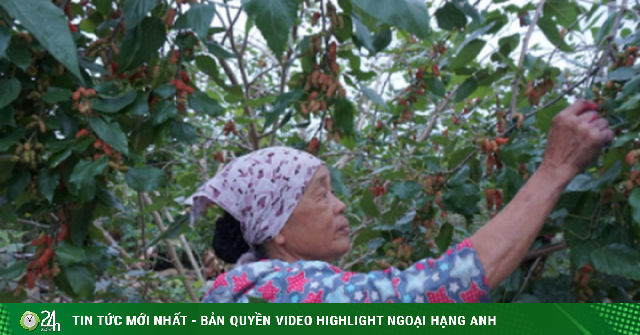 Dâu tằm vùng ngoại thành Hà Nội vào vụ, giá tốt nhưng mất mùa, nông dân khó trọn niềm vui