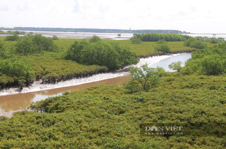 Vườn quốc gia Xuân Thủy (Nam Định cũ, nay thuộc Ninh Bình). (Ảnh: Minh Huệ)