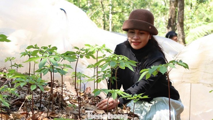 Đồng bào Xơ Đăng nơi đây từ lâu đã gắn bó với cây sâm Ngọc Linh, không chỉ như một sinh kế mà còn là “báu vật” của đại ngàn.