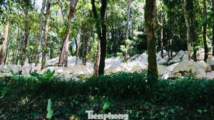 Xã Măng Ri tỉnh Quảng Ngãi nơi được xem là “thủ phủ” của loại dược liệu quý này, với hàng chục nghìn hecta sâm được trồng dưới tán rừng nguyên sinh.