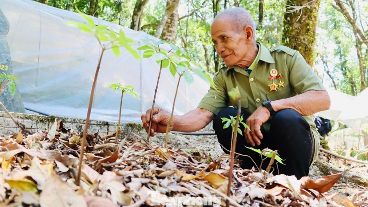 Anh A Đức (trú thôn Đắk Viên, xã Măng Ri) chia sẻ, giai đoạn sâm “thức giấc” quan trọng nhất trong năm. Cây mới bật lên, rất dễ bị gãy cuống hay hư lá nếu gặp mưa lớn hoặc cành cây rơi trúng. Một năm cây chỉ phát triển một lá và không thể mọc lại.