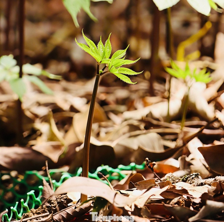 “Ngoài ra, tụi tôi còn bọc từng chùm hạt lại để tránh côn trùng phá hoại. Làm sâm cực nhưng nhìn cây lớn lên từng ngày, ai cũng thấy đáng”, anh Đức nói.