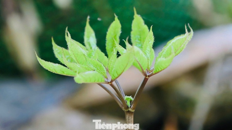 Không chỉ mang giá trị kinh tế cao, cây sâm Ngọc Linh còn đang góp phần giữ rừng, giữ đất và níu chân người dân gắn bó với núi rừng.