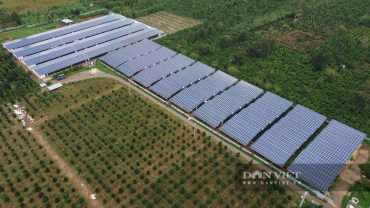 Trên mái các dãy chuồng gà, mái nhà kho, nhà vận hành tại trang trại của anh Nguyễn Văn Đức ở Đắk Lắk được phủ kín bởi các tấm pin mặt trời màu xanh. Ảnh: Văn Đức
