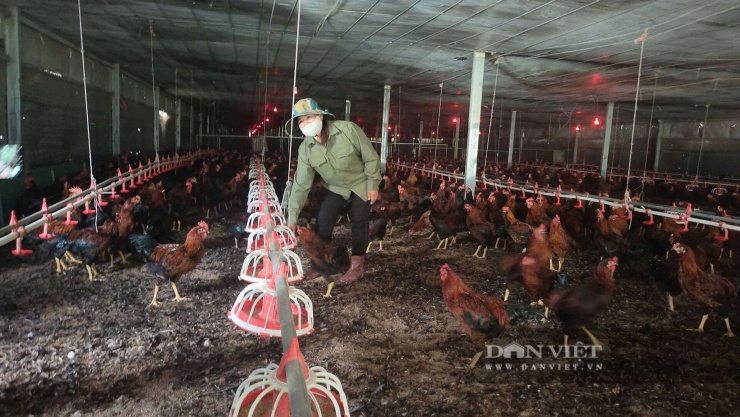 Hiện anh Nguyễn Văn Đức đang liên kết với Công ty TNHH Japfa Việt Nam chăn nuôi gà thịt, thu lãi tiền tỷ mỗi năm. Ảnh: Minh Huệ