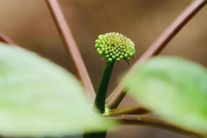 Mùa 'báu vật đại ngàn' thức giấc