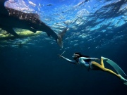 Khách Việt trải nghiệm bơi cạnh loài cá lớn nhất hành tinh