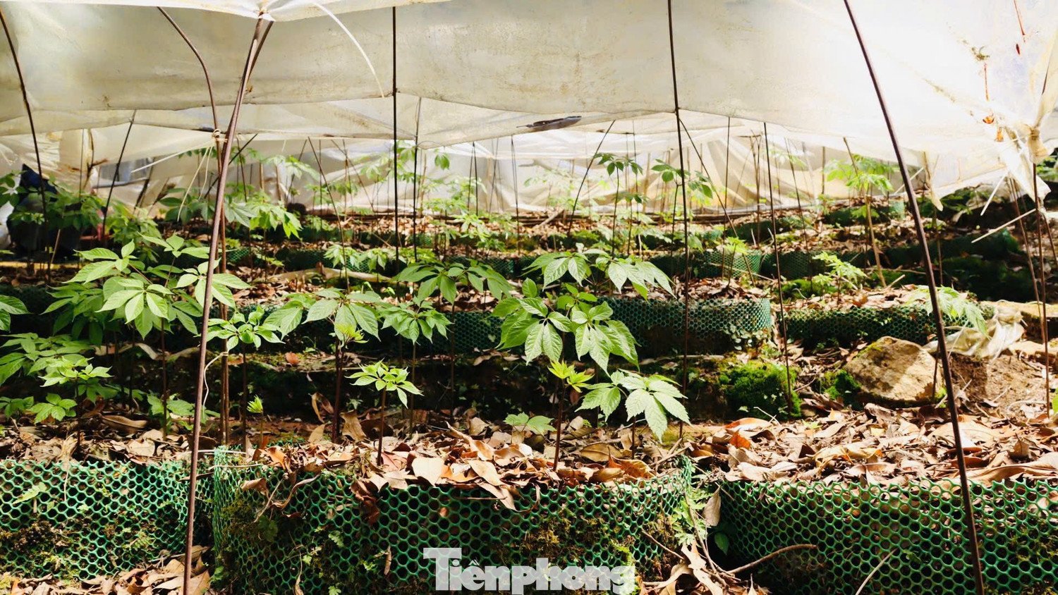 Những năm gần đây, mô hình liên kết giữa người dân và doanh nghiệp giúp việc trồng, chăm sóc và bảo vệ sâm Ngọc Linh ngày càng bài bản, mở ra hướng phát triển kinh tế bền vững từ cây dược liệu quý này.