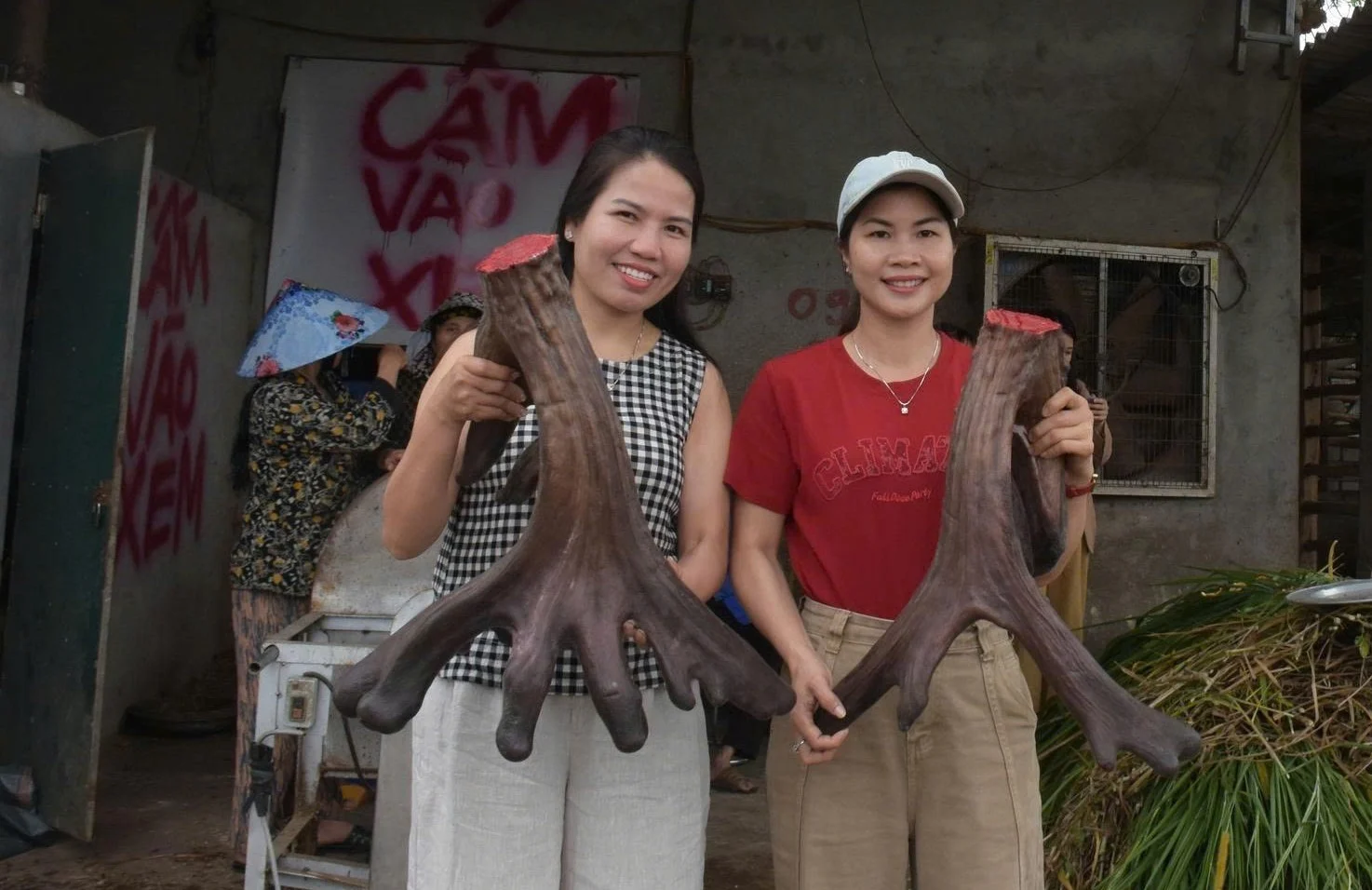 Cặp nhung nai "khủng" giúp anh Sinh ở xã Quỳnh Văn, tỉnh Nghệ An "đút túi" 107 triệu đồng.