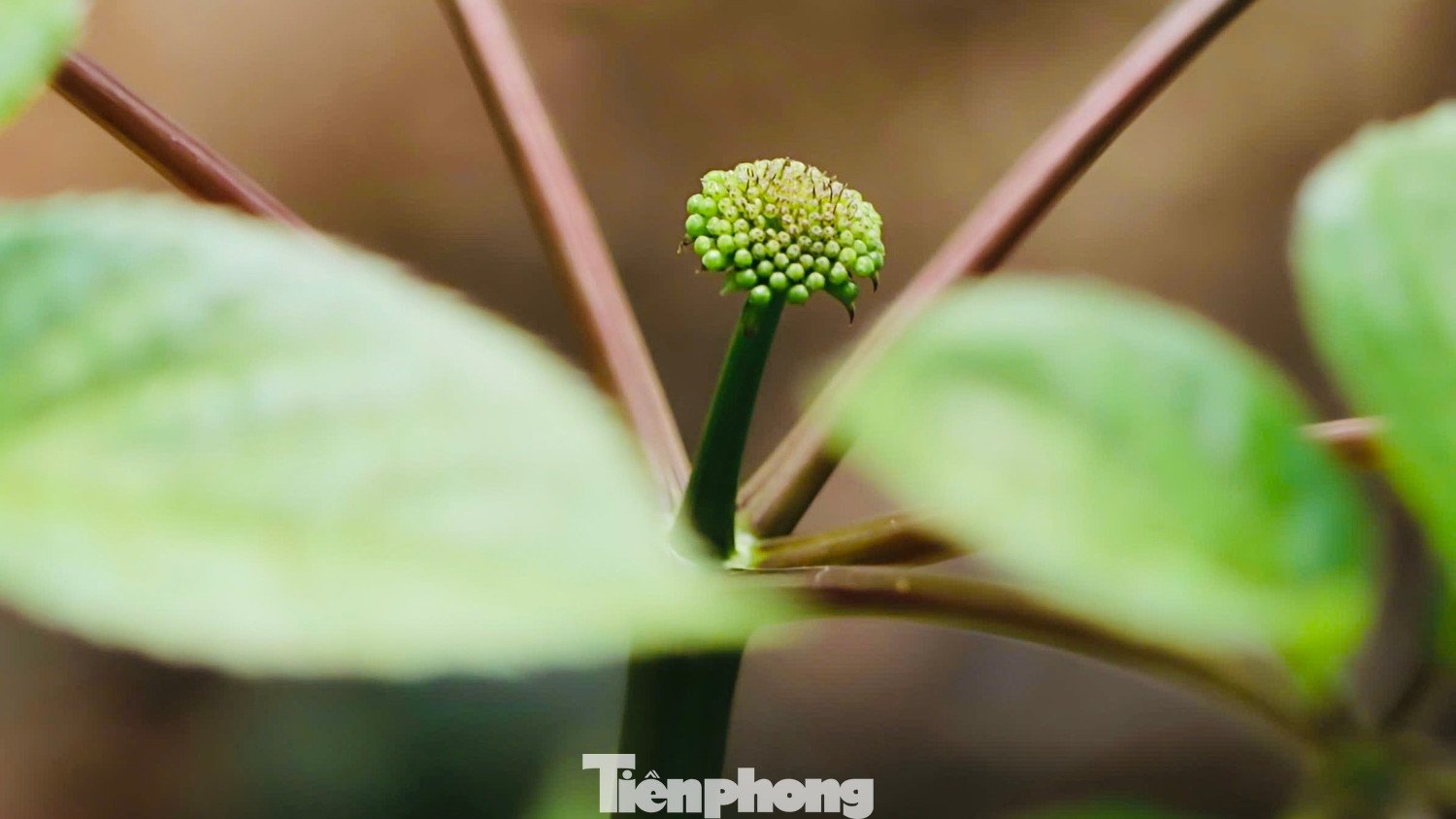 Từ tháng 3 đến tháng 5 là giai đoạn hình thành hạt. Đến khoảng tháng 7, hạt chín dần và được thu hoạch kéo dài đến tháng 10. Sau chu kỳ sinh trưởng, cây lại quay về trạng thái “ngủ đông” để tích lũy dưỡng chất cho mùa sau.