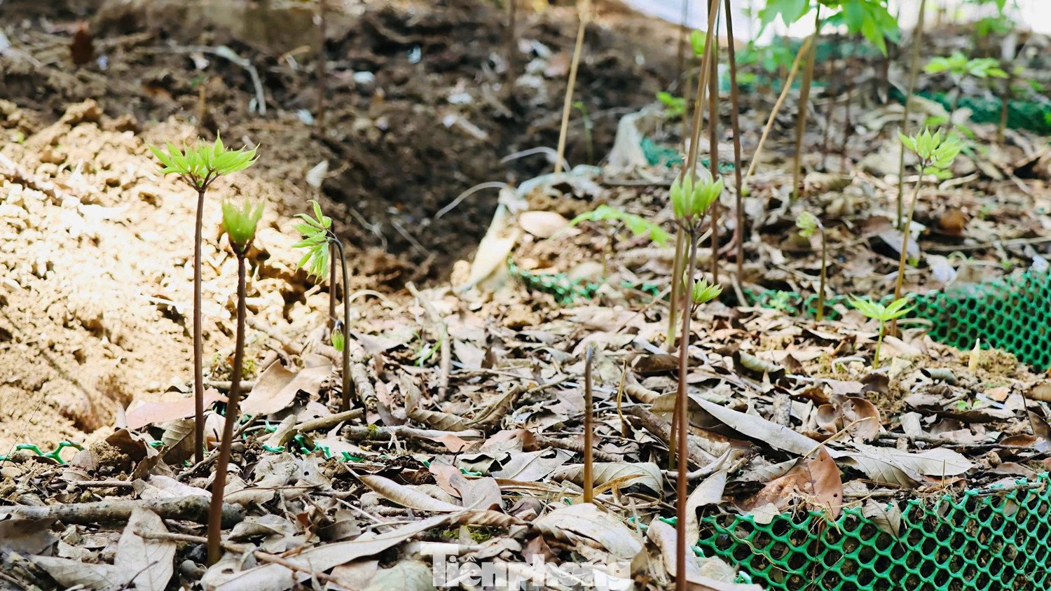 Cây sâm Ngọc Linh bắt đầu đâm chồi non.