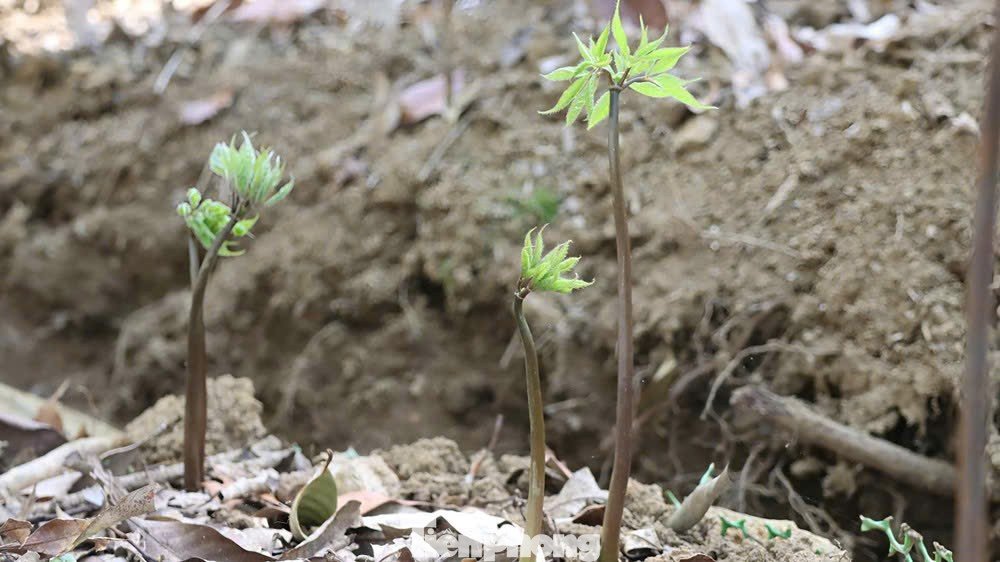 Cây sâm Ngọc Linh bắt đầu đâm chồi non.