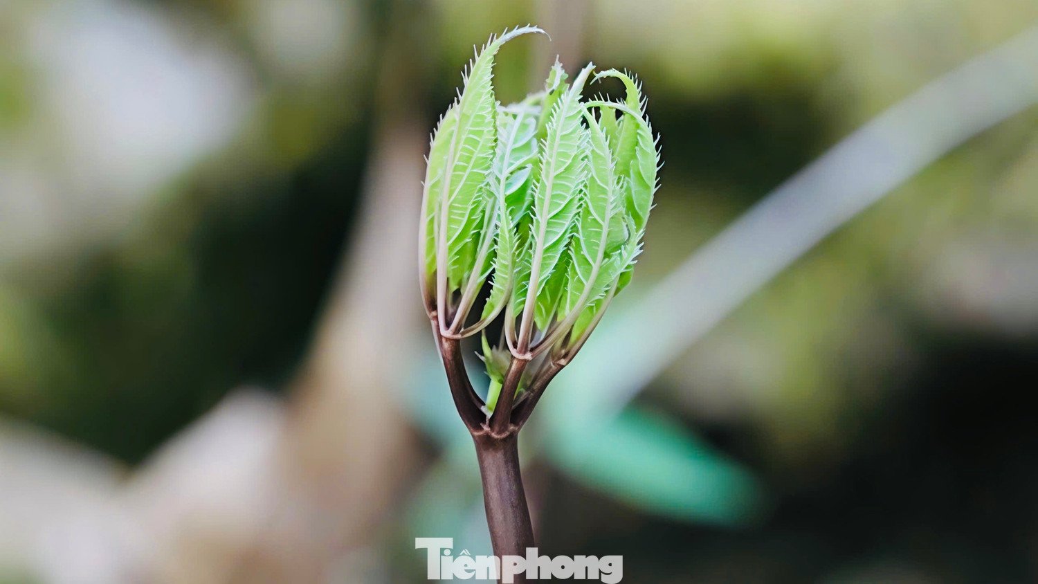 Theo anh Đức, những ngày này người trồng sâm gần như “ăn ngủ cùng rừng”. Các vườn sâm được kiểm tra liên tục, mái che được gia cố chắc chắn để hạn chế tác động của thời tiết.