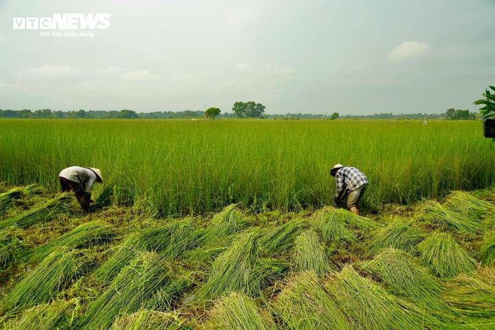 Được biết, cây cỏ bàng (cây cói bàng) hay còn gọi là cây bàng, có tên khoa học là Lepironia articulate, nằm trong họ cói. Là loài cây mọc hoang dại có thân thẳng đứng cao khoảng 1m được biết đến như là một nguyên liệu trời phú để người dân ở đây phát triển làng nghề thủ công mỹ nghệ, “biến cỏ thành tiền”.