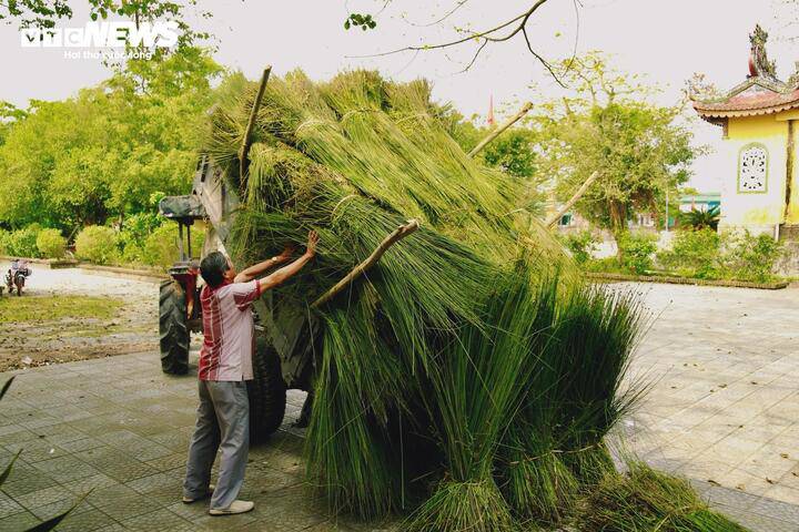 Theo người dân địa phương, cây cỏ bàng mỗi năm chỉ canh tác và thu hoạch một vụ duy nhất. Cứ độ tháng 2 đến tháng 3 Âm lịch hằng năm, người dân sẽ ra đồng thu hoạch cỏ bàng để phơi khô.