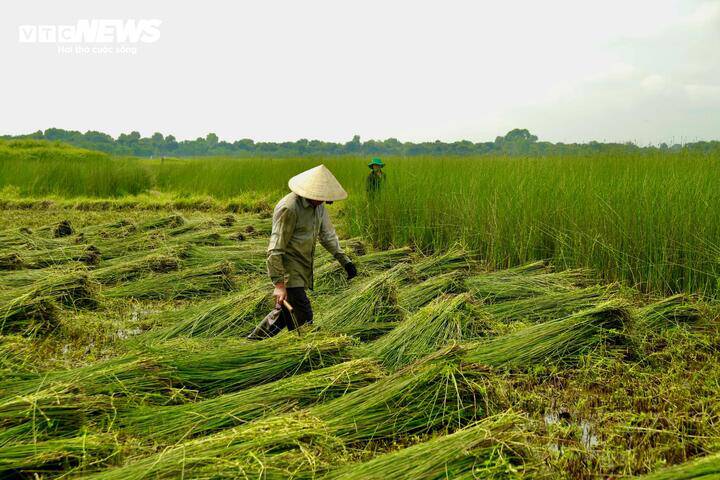 “Nghề đệm bàng làng Phò Trạch rất đặc biệt, toàn bộ nghệ nhân trong làng đều được cha mẹ truyền lại nghề chứ chẳng cần tầm sư học đạo nơi xa. Dù vất vả nhưng chúng tôi luôn cố gắng giữ nghề, bởi đó là tâm huyết 500 năm của cha ông để lại, là cái danh giá của thương hiệu đệm bàng Phò Trạch hôm nay”, ông Tư tâm sự.