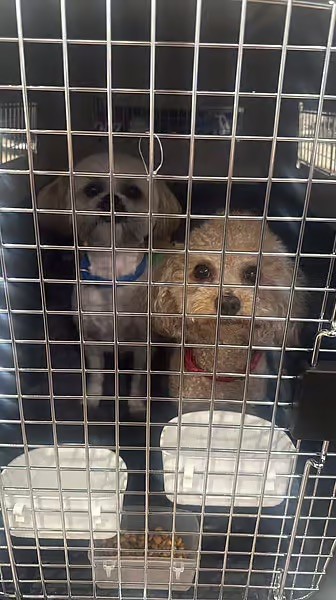 Hai chú chó của Christy McHale.