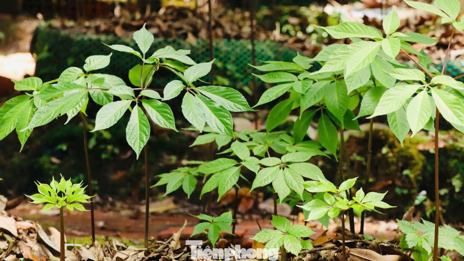 Những năm gần đây, mô hình liên kết giữa người dân và doanh nghiệp giúp việc trồng, chăm sóc và bảo vệ sâm Ngọc Linh ngày càng bài bản, mở ra hướng phát triển kinh tế bền vững từ cây dược liệu quý này.
