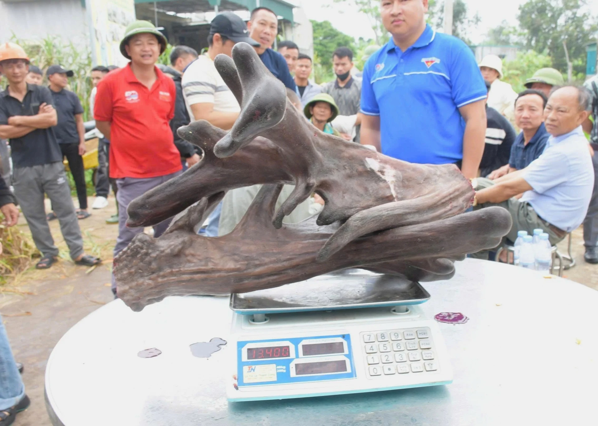 Cặp nhung nai "khủng" giúp anh Sinh ở xã Quỳnh Văn, tỉnh Nghệ An "đút túi" 107 triệu đồng.