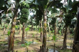 Mâu thuẫn vì chuối bị chặt, em trai sát hại anh ruột