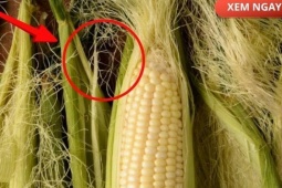 Tin tức sức khỏe - Bộ phận thường bị vứt bỏ, nhưng nếu dùng đúng cách lại trở thành “nước đại bổ” giúp giảm tiểu đêm, tiểu nhiều lần