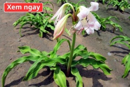 Tin tức sức khỏe - Loại cây “dân dã” mọc đầy bờ bụi, được ví như “khắc tinh” của phì đại tuyến tiền liệt