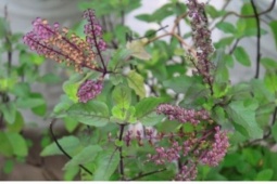 Việt Nam có “nữ hoàng thảo mộc”, bổ ngang nhân sâm lại chỉ được trồng làm cảnh